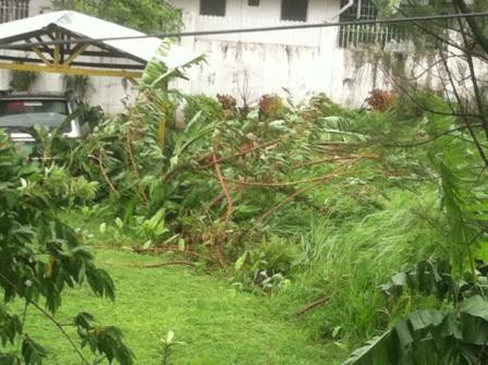 Trees flattened by the wind and rain of Typhoon Glenda